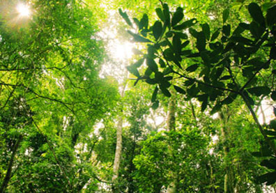 Grand Velas Riviera Maya Forfait Travers E De La Jungle Grand Velas Riviera Maya Forfait Travers E De La Jungle