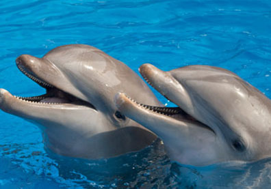 Forfait Nager Avec Les Dauphins at Grand Velas Riviera Maya