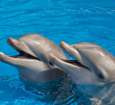 Grand Velas Riviera Maya Nage avec les dauphins Package
