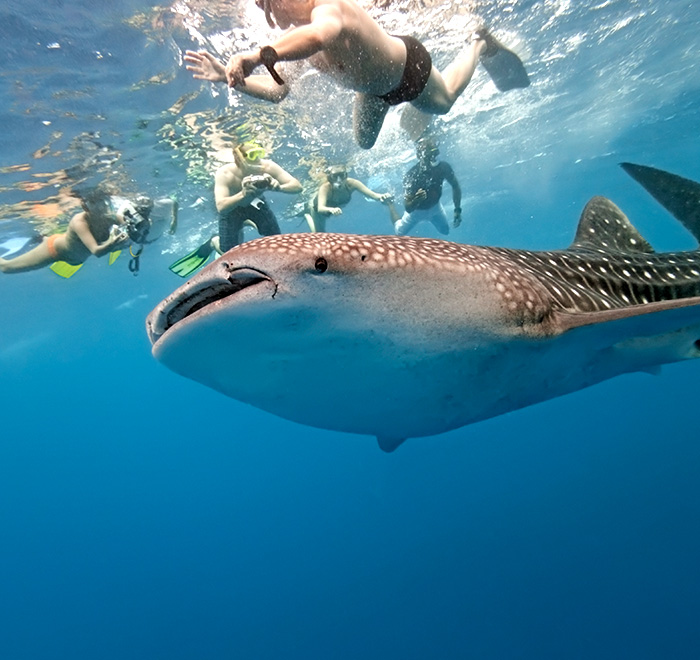 Enjoy Swimming with whale sharks at Holbox