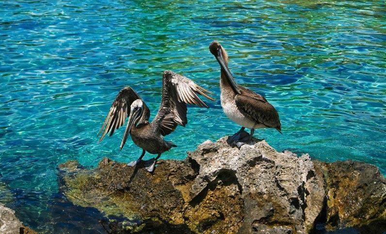 Riviera Maya Nearby Attractions - Pelicans at Xcaret
